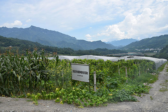 生态观光葡萄园基地全景