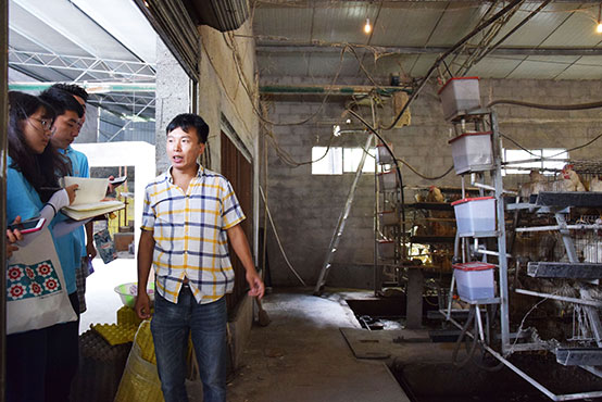 生态养鸡基地王总带观察团参观养殖间